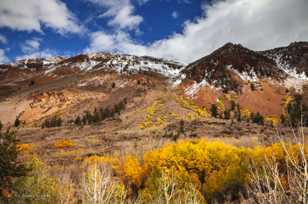 Aspens along the Road to South Lake-9198